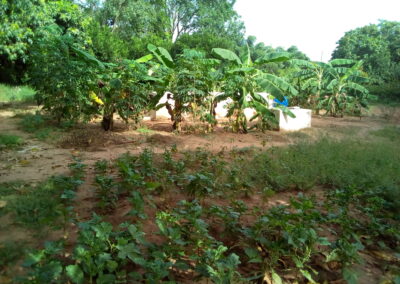 Ziegen und Gemüseanbau Gambia